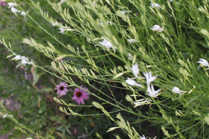 echinacea a svíčkovec