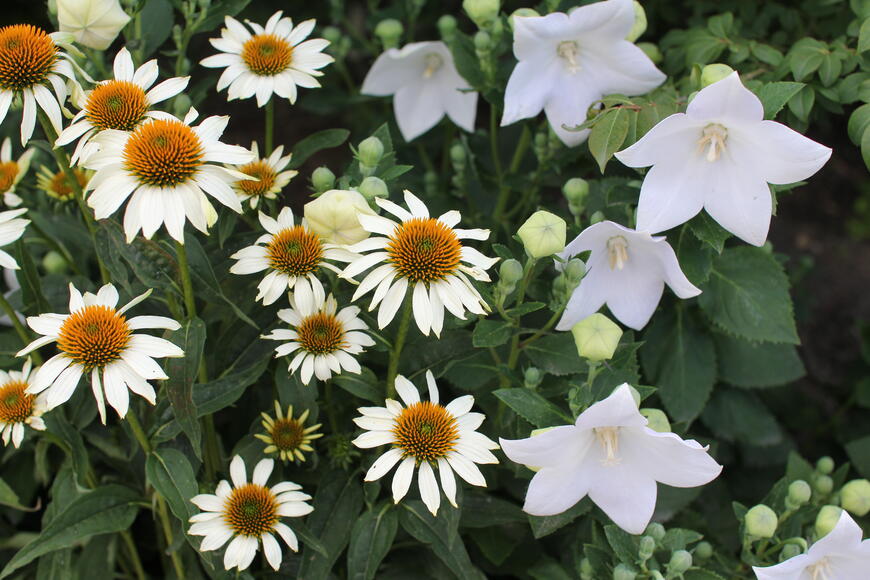 Echinacea a zvonkovec