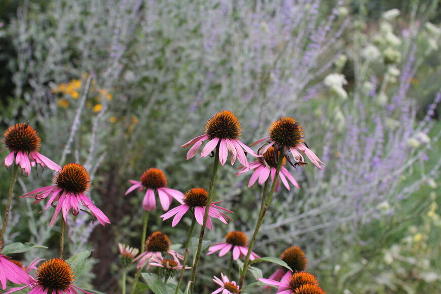 Echinacea a perovskie