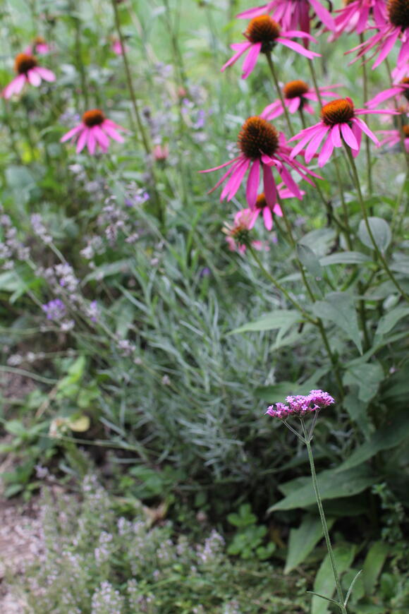 Echinacea a mateřídouška