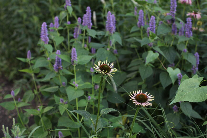 Echinacea a agastache