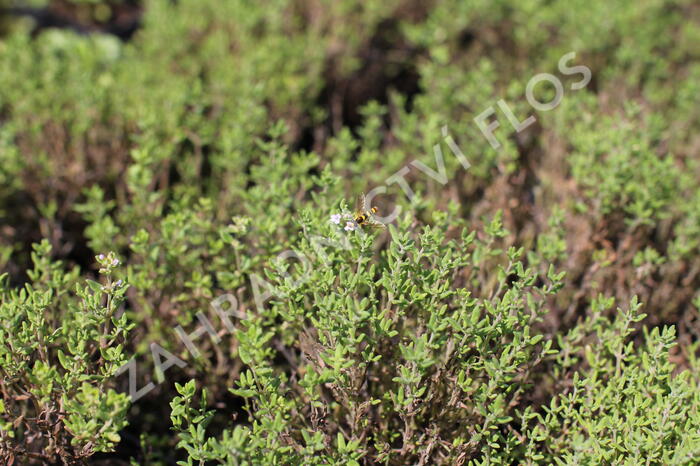 Tymián obecný 'Fredo' - Thymus vulgaris 'Fredo'