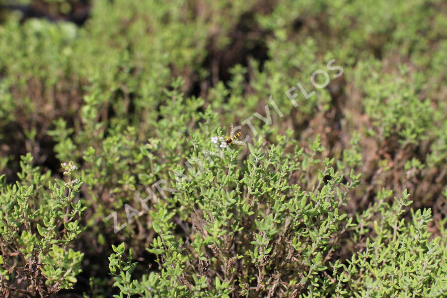 Tymián obecný 'Fredo' - Thymus vulgaris 'Fredo'