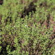 Tymián obecný 'Fredo' - Thymus vulgaris 'Fredo'