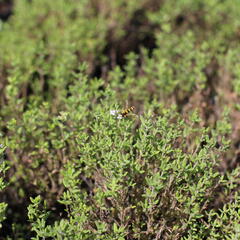 Tymián obecný 'Fredo' - Thymus vulgaris 'Fredo'