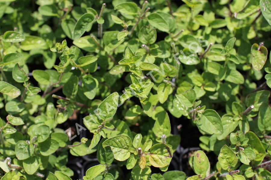 Oregano (Dobromysl) obecné 'Margeritha' - Origanum vulgare 'Margeritha'