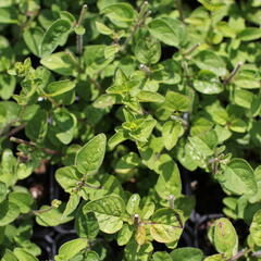 Oregano (Dobromysl) obecné 'Margeritha' - Origanum vulgare 'Margeritha'