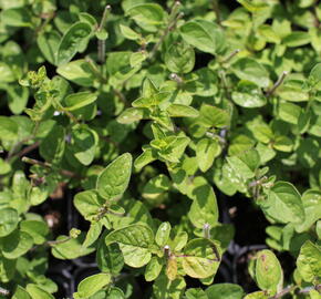 Oregano (Dobromysl) obecné 'Margeritha' - Origanum vulgare 'Margeritha'