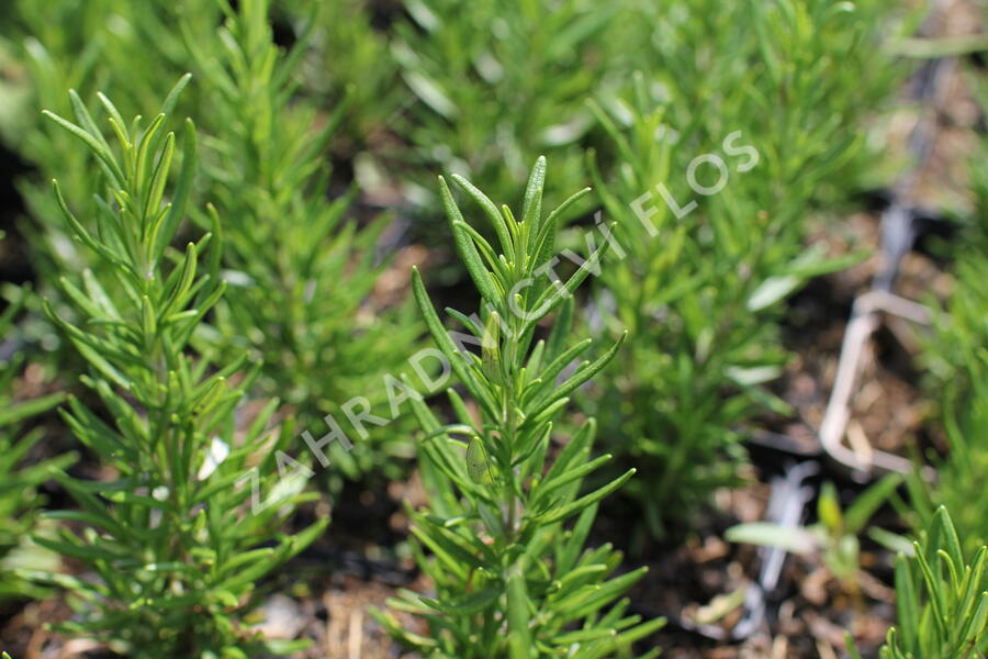 Rozmarýn lékařský 'Maresme' - Rosmarinus officinalis 'Maresme'