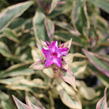 Plamenka latnatá 'Olympia' - Phlox paniculata 'Olympia'