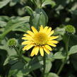 Třapatkovka nachová 'Eccentic Yellow' - Echinacea purpurea 'Eccentric Yellow'