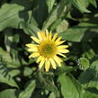 Třapatkovka nachová 'Eccentic Yellow' - Echinacea purpurea 'Eccentric Yellow'