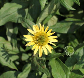 Třapatkovka nachová 'Eccentic Yellow' - Echinacea purpurea 'Eccentric Yellow'