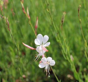 Svíčkovec - Gaura lindheimeri