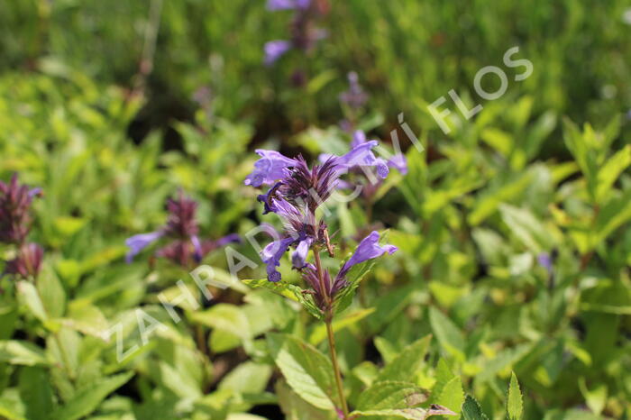 Šanta 'Washfield' - Nepeta subsessilis 'Washfield'