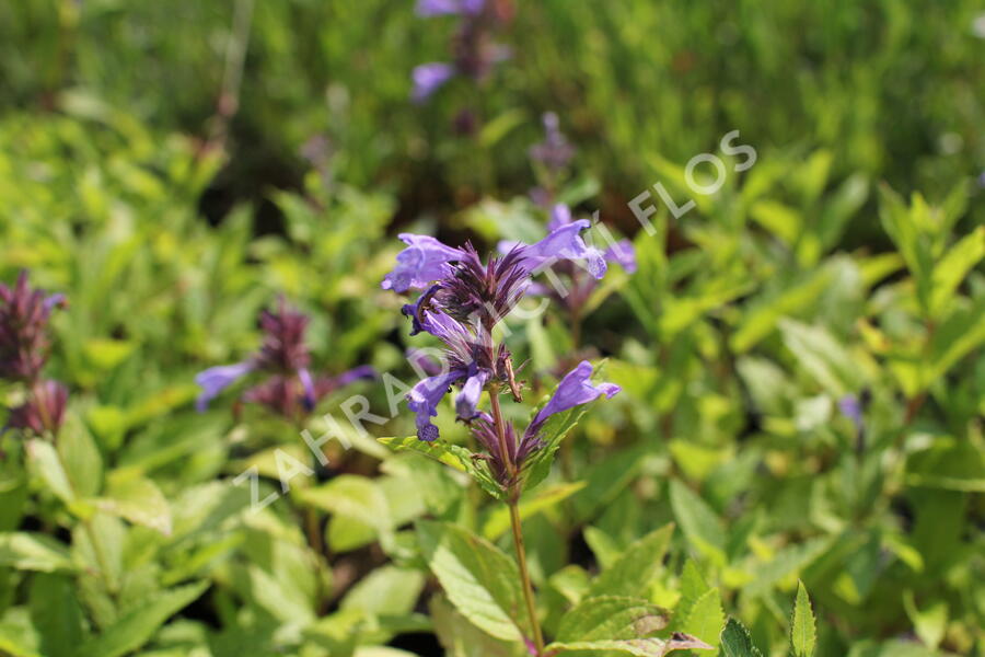 Šanta 'Washfield' - Nepeta subsessilis 'Washfield'