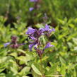 Šanta 'Washfield' - Nepeta subsessilis 'Washfield'