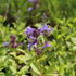 Nepeta subsessilis 'Washfield'.JPG