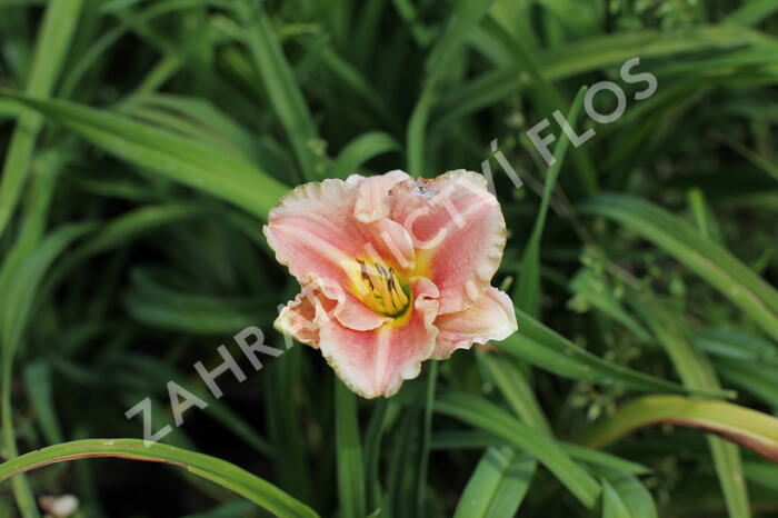 Denivka 'Little Anna Rosa' - Hemerocallis 'Little Anna Rosa'