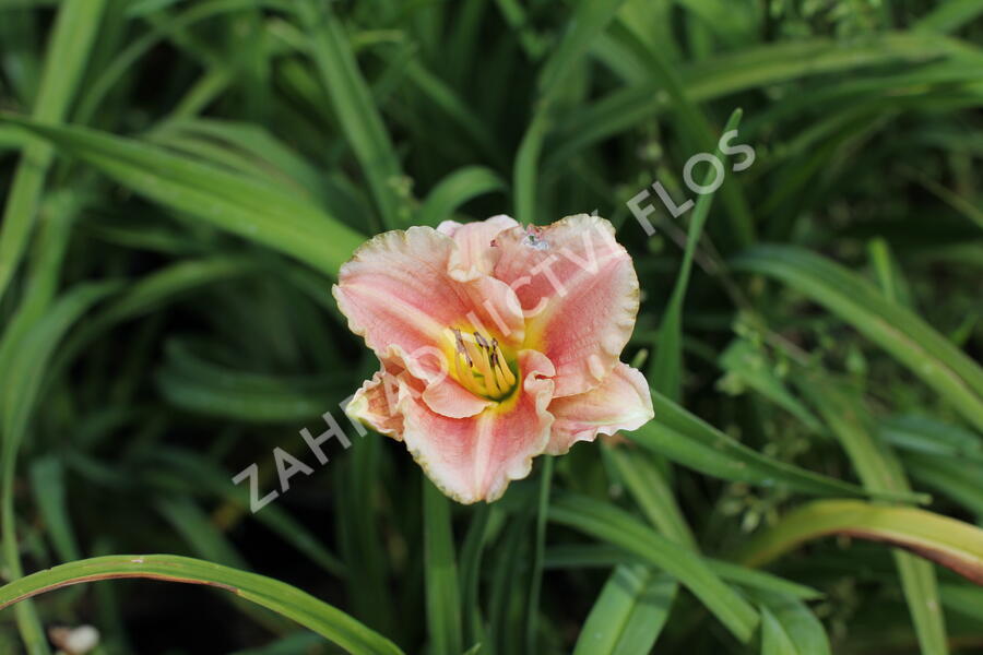 Denivka 'Little Anna Rosa' - Hemerocallis 'Little Anna Rosa'