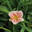 Denivka 'Little Anna Rosa' - Hemerocallis 'Little Anna Rosa'