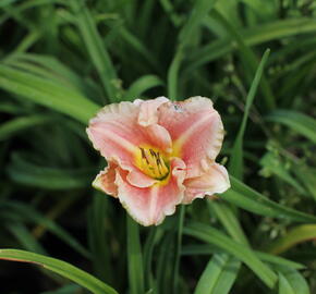 Denivka 'Little Anna Rosa' - Hemerocallis 'Little Anna Rosa'