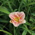 Hemerocallis 'Little Anna Rosa'.JPG