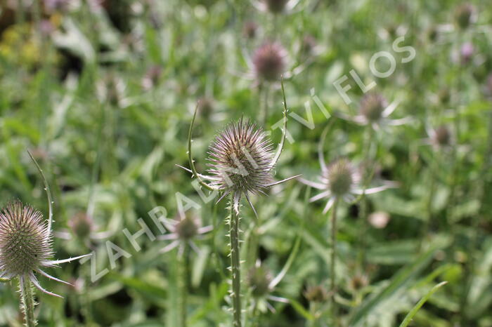 Štětka planá - Dipsacus fullonum