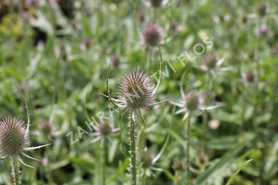 Štětka planá - Dipsacus fullonum