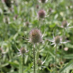 Štětka planá - Dipsacus fullonum