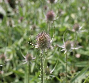 Štětka planá - Dipsacus fullonum