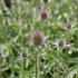 Dipsacus fullonum_01.JPG