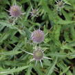 Štětka planá - Dipsacus fullonum