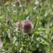 Štětka planá - Dipsacus fullonum