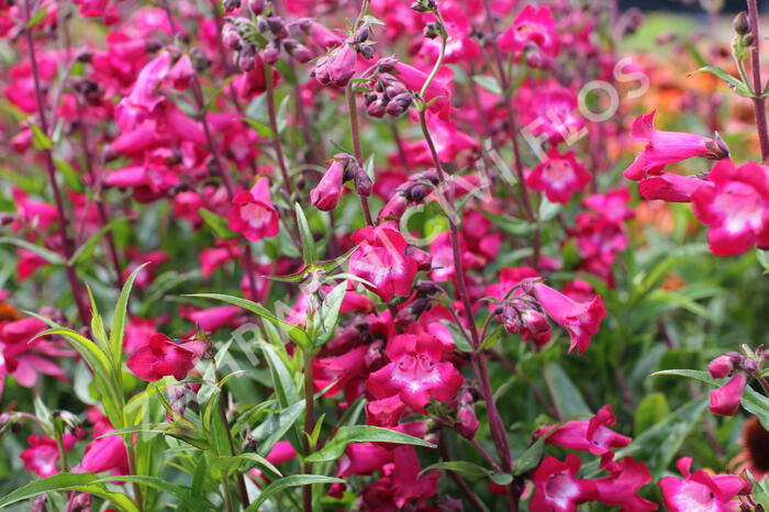 Dračík 'Superstar' - Penstemon hartwegii 'Superstar'