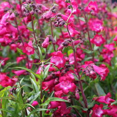 Dračík 'Superstar' - Penstemon hartwegii 'Superstar'