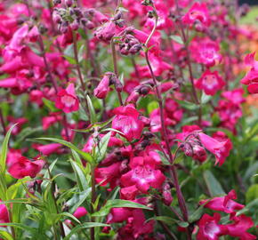 Dračík 'Superstar' - Penstemon hartwegii 'Superstar'