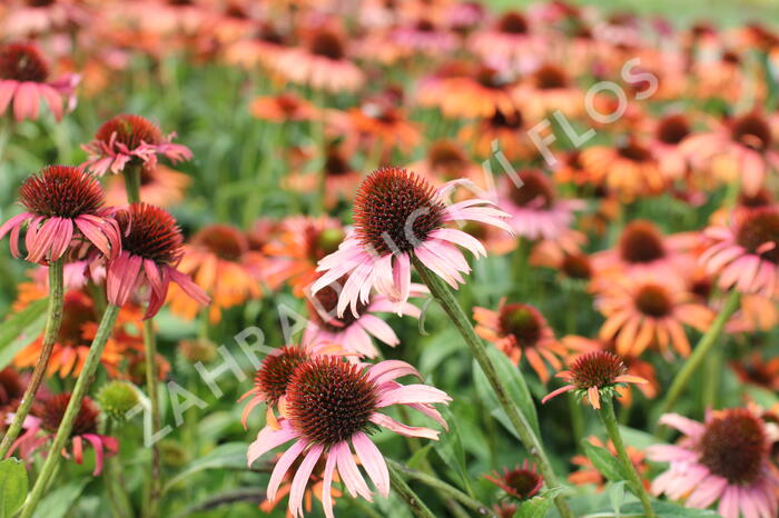 Třapatkovka nachová 'Skipper Orange' - Echinacea purpurea 'Skipper Orange'