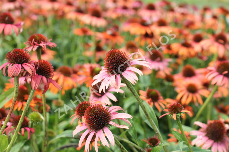 Třapatkovka nachová 'Skipper Orange' - Echinacea purpurea 'Skipper Orange'