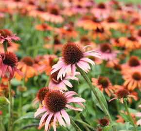 Třapatkovka nachová 'Skipper Orange' - Echinacea purpurea 'Skipper Orange'