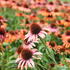 Echinacea purpurea 'Skipper Orange'.JPG