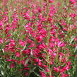 Dračík vousatý 'Pristine Deep Rose' - Penstemon barbatus 'Pristine Deep Rose'