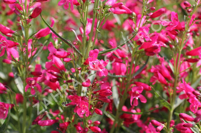 Dračík vousatý 'Pristine Deep Rose' - Penstemon barbatus 'Pristine Deep Rose'