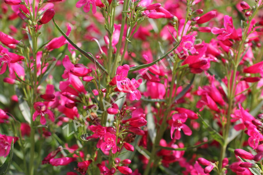 Dračík vousatý 'Pristine Deep Rose' - Penstemon barbatus 'Pristine Deep Rose'