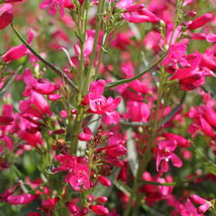 Dračík vousatý 'Pristine Deep Rose' - Penstemon barbatus 'Pristine Deep Rose'