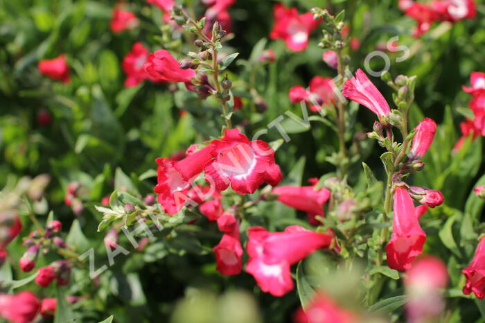 Dračík 'Pep Talk Red' - Penstemon hartwegii 'Pep Talk Red'