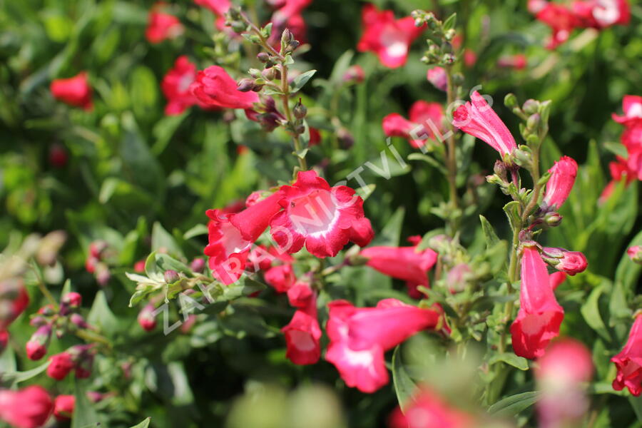 Dračík 'Pep Talk Red' - Penstemon hartwegii 'Pep Talk Red'