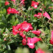 Dračík 'Pep Talk Red' - Penstemon hartwegii 'Pep Talk Red'