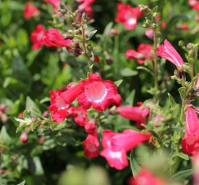 Dračík 'Pep Talk Red' - Penstemon hartwegii 'Pep Talk Red'