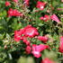 Penstemon hartwegii 'Pep Talk Red'.JPG